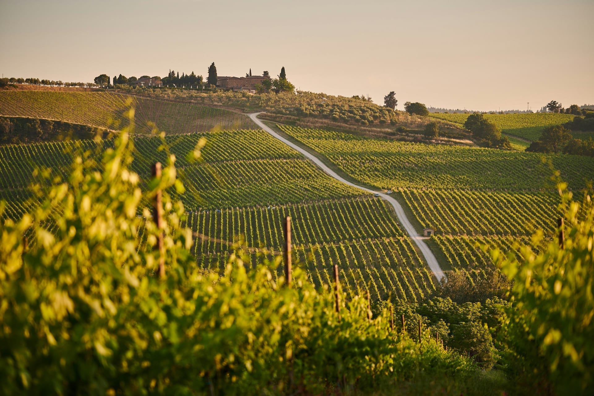 Falanghina: The Ancient Grape Now Conquering the World